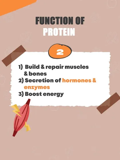 Protein has three main functions: it builds and repairs muscles and bones, helps in the secretion of hormones and enzymes, and boosts energy.
