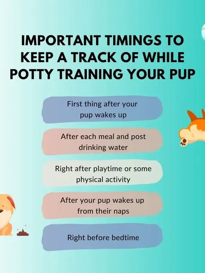 Potty training is all about timing and consistency. This chart shows the key moments you should take your puppy to their designated spot: after waking up, after meals, after playtime, and before bed.