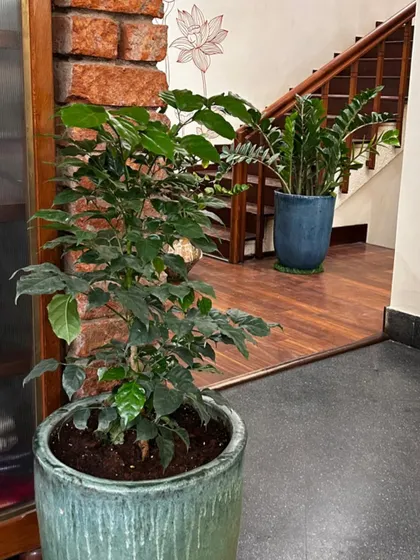 A beautiful pairing of a Coffee Plant and a ZZ plant in two different styles of ceramic pots. This shows how you can mix and match planters to create an interesting, curated look in your home.