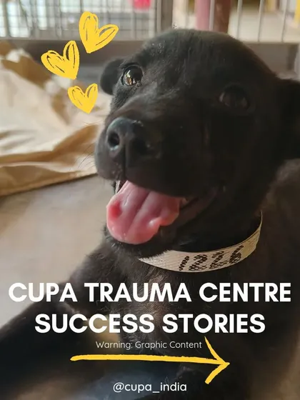 A collection of success stories from the CUPA Trauma Centre, showcasing the happy 'after' faces of our brave little fighters.