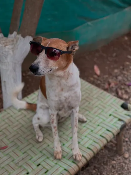 This handsome Indie dog, with his confident pose and cool sunglasses, is a testament to the beauty and spirit of street dogs.