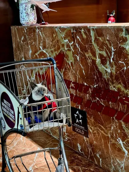A curious cat peeking out from a carrier while riding in a shopping cart at the airport. We make sure pets are safely supervised at all times during the check-in process.