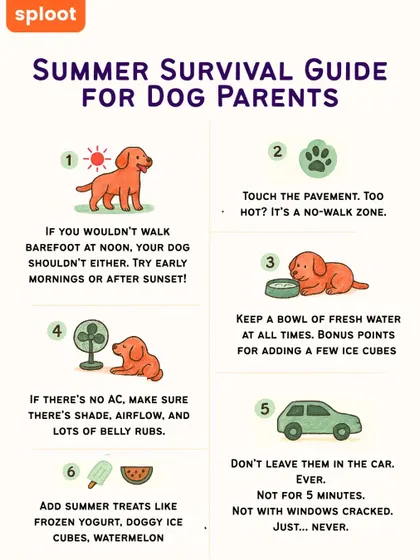Summer heat can be dangerous for dogs. Our summer survival guide offers simple tips to keep them cool and safe, like checking the pavement temperature before walks and never, ever leaving them in a car.