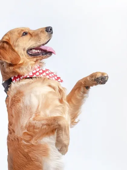 Capturing a playful moment with Simba as he offers a high-five. My sessions are interactive and fun, allowing me to photograph your pet's tricks and charming personality.