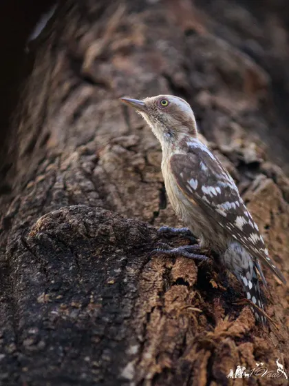 The Brown-capped Pygmy Woodpecker, one of the smallest woodpeckers. It has distinctive pink-rimmed white irises.