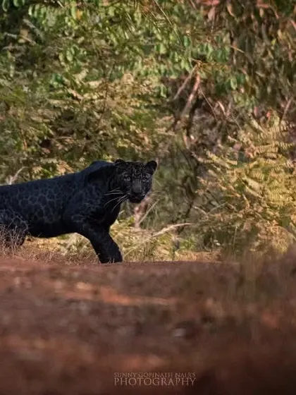 A rare and thrilling encounter with a melanistic leopard, popularly known as a Black Panther, as it prowls a forest path in India. Capturing this elusive cat was a dream come true, requiring immense patience and a bit of luck.