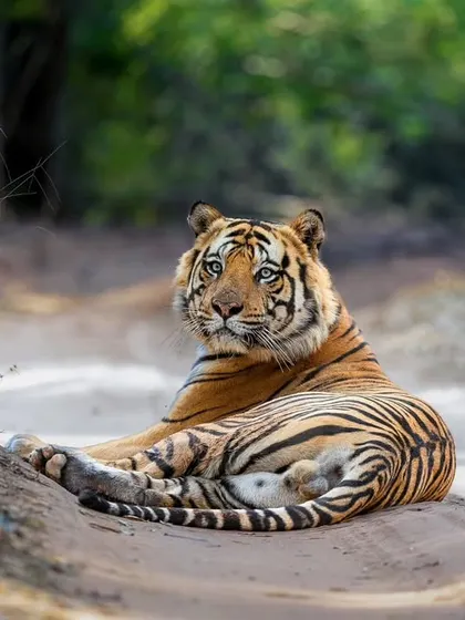 D1 resting on a sandbank, his blue eyes looking directly at the camera.