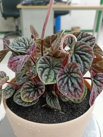 This is a duplicate of image 84. This Peperomia Caperata features deeply textured, heart-shaped leaves with shades of green and red. It's a compact plant, ideal for desks and small shelves.