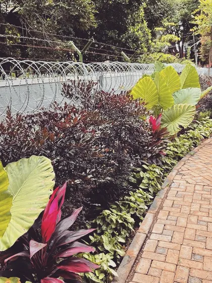 This image highlights the rich, textural planting along the property's perimeter. I used a mix of plants with varying colors and leaf sizes, like deep reds and oversized greens, to create a visually interesting and dense privacy screen.