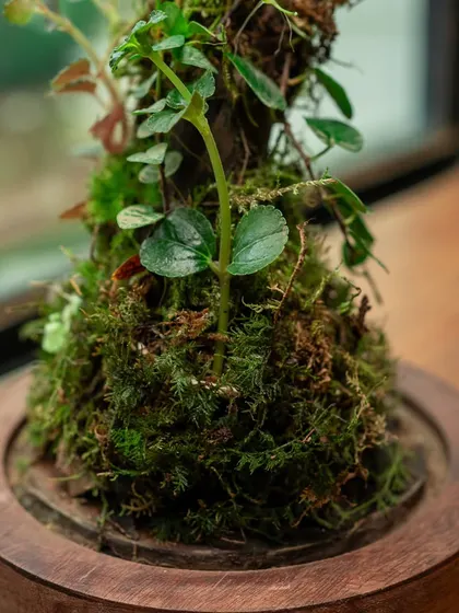 A detailed close-up of the moss and tiny leaves climbing the wooden structure inside the dome terrarium. This highlights the intricate, handcrafted nature of my work.