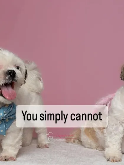 Two adorable Shih Tzus, proving that one is never enough.