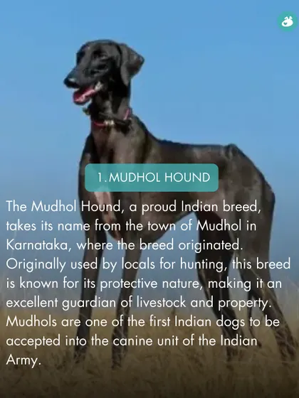 The Mudhol Hound, from Karnataka, is one of the first Indian breeds to be accepted into the Indian Army, known for its protective nature and hunting skills.