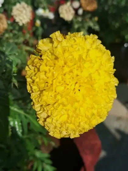 A yellow marigold in the sunlight.