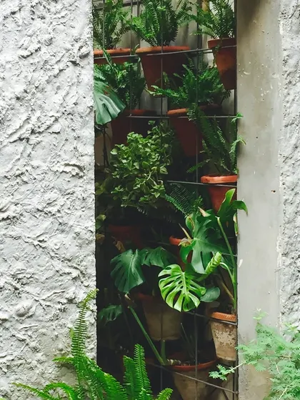 A view through a slit window in a textured wall, revealing a vertical garden. We find opportunities to integrate greenery in unexpected ways, adding life and texture to our designs.
