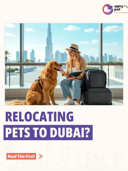 Relocating to Dubai with your pet? This guide is a must-read, covering everything from import rules to crate training to make your pet Dubai-ready.