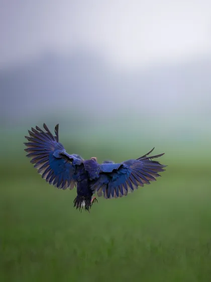 A Grey-headed Swamphen with its wings spread wide, captured against a simple background of green fields and misty sky. The symmetry of the wings creates a strong visual impact.