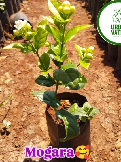 A young Mogra (Jasmine) plant, already full of buds.