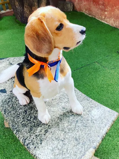 This adorable Beagle puppy is sitting pretty on a bench, looking like a little model. Even the youngest members of our pack find their happy spot here.