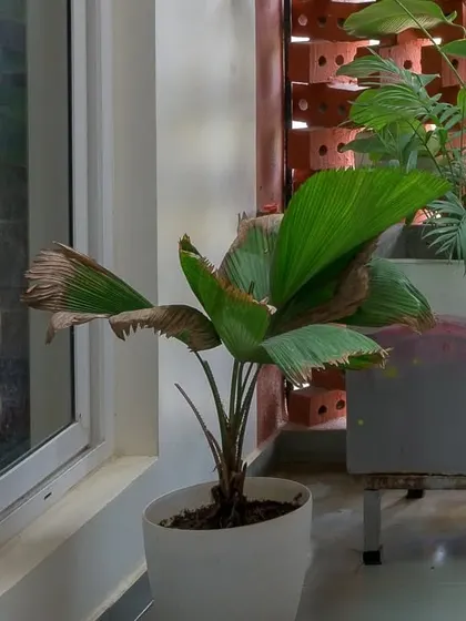 A potted palm adds a tropical touch to the balcony, its green leaves contrasting nicely with the white walls and red brick.