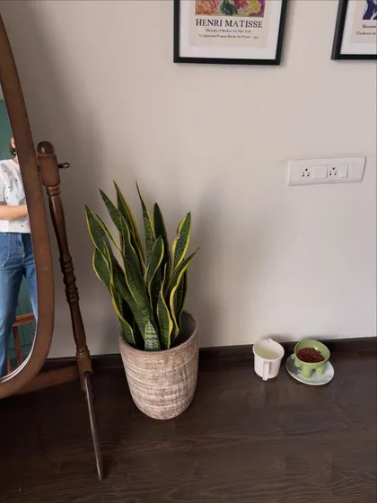 A snake plant in a textured pot adds a touch of green to this rustic-chic corner. It's a simple, low-maintenance way to bring nature indoors and complements the wooden floor and mirror perfectly.