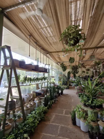 A look down one of our aisles, lined with plants and pottery. The mix of terracotta, green plants, and warm lighting creates a very calming shopping experience.