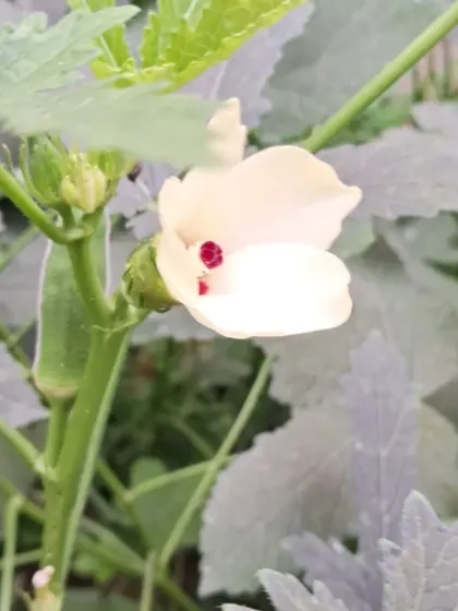 The flower of a ladyfinger plant is beautiful and delicate. Understanding the flowering stage is important for a successful vegetable harvest.