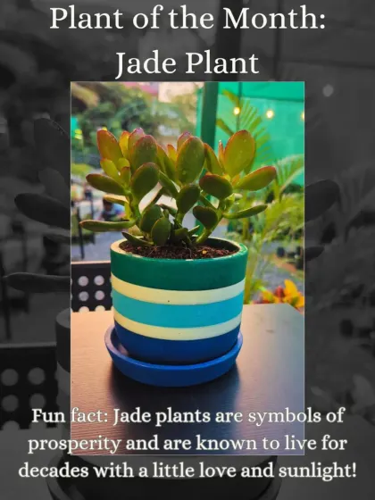 Our Plant of the Month is the beloved Jade Plant. A symbol of prosperity, this succulent is incredibly resilient and can live for decades with a little love and sunlight, making it a perfect green companion.