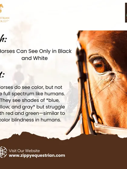 We bust common myths about horses, like the idea that they only see in black and white. Education is a core part of our program.