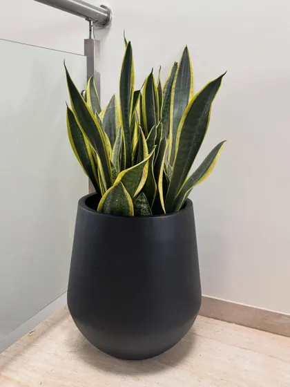 A medium-sized snake plant in a sleek black planter is a classic choice for any modern interior. It's incredibly easy to care for and is one of the best plants for purifying indoor air.