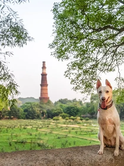 An Indie dog posing majestically in front of the Qutub Minar in Delhi. My "Tails of the World" project aims to showcase the beauty of local dogs in iconic locations.