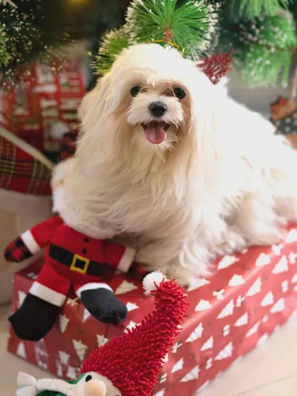This fluffy Maltese is the cutest present under the tree. I use props like gift boxes and toys to create a playful and festive scene for holiday photos.