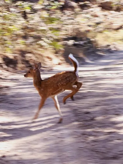 A Spotted Deer fawn caught in mid-leap as it dashes across a jungle track. Their speed and agility are incredible, and they are always on high alert for predators.