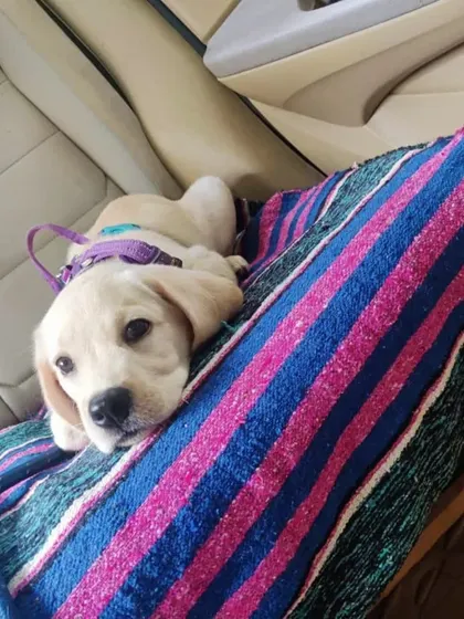 This tiny labrador puppy is traveling peacefully on a soft blanket. I ensure even the youngest passengers feel secure.