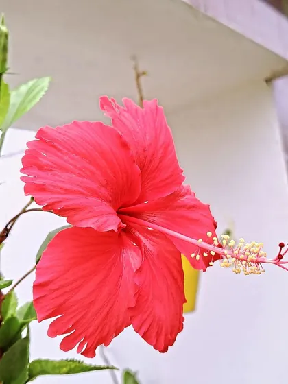 A red hibiscus against a light background.