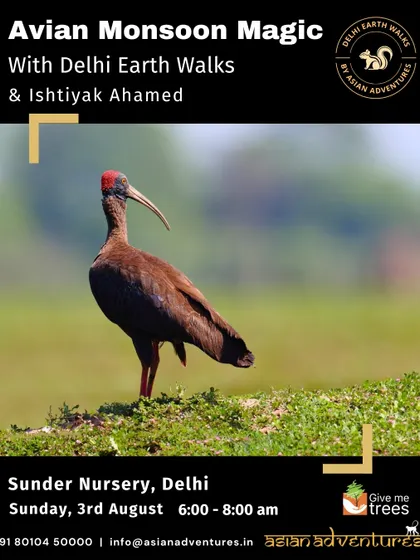 The Red-naped Ibis forages in the green expanse of Sunder Nursery. This poster invites participants to join our monsoon bird walk to discover the rich biodiversity of this heritage park.
