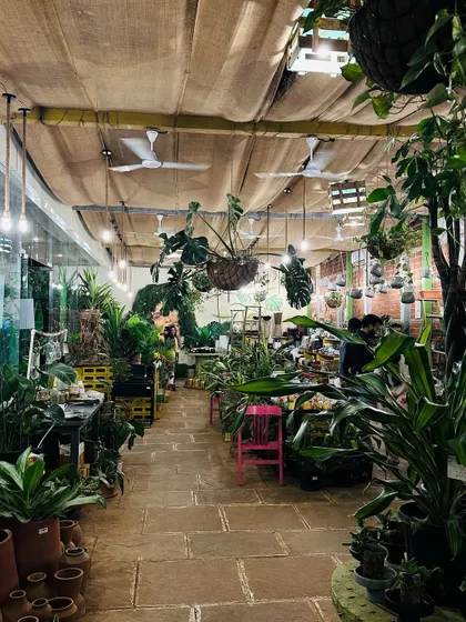 A wide view of our indoor nursery section, showing the sheer variety of plants we have. The space is designed to feel like a walk in a forest, with plants at every level.
