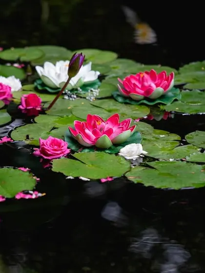 Floating lotuses and rose petals in a water feature. This is a simple yet beautiful way I add elegance and tranquility to the event space, creating serene spots for guests to enjoy.