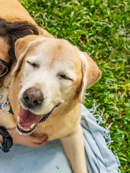 The pure bliss of a sunbeam and a cuddle. This close-up of Bruno on his 10th birthday captures his happy, contented soul.