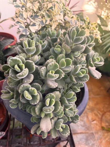 This is a Bear's Paw succulent, and it's so full and healthy. The fuzzy leaves with little "claws" at the tips make it a really unique and fun plant to have in your collection.