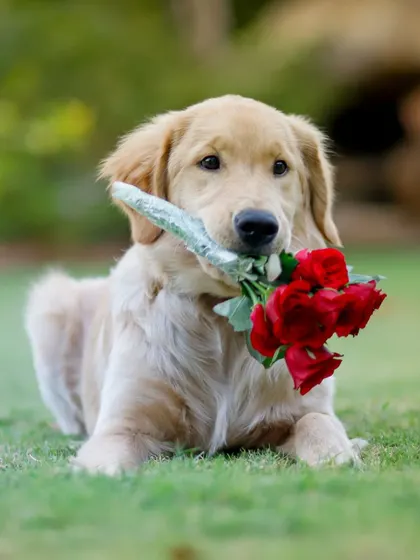 Will you be my Pawlentine? This sweet Golden Retriever puppy holding a bouquet of red roses is the perfect way to celebrate love. These sessions are great for Valentine's Day or just to capture some extra cute moments.