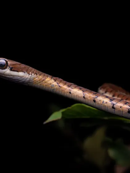 A Forsten's Cat Snake, a species I have been fortunate to rescue and photograph. Each encounter teaches me something new about these misunderstood but ecologically important animals.