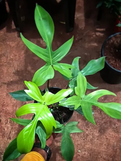 The uniquely shaped leaves of the Philodendron Florida Ghost make it a lovely and interesting addition to any plant collection.