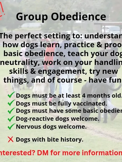 My Group Obedience classes are perfect for practicing skills in a real-world setting. I welcome nervous and dog-reactive dogs, as long as they don't have a bite history. We have a few simple requirements to ensure a safe and productive environment for everyone.