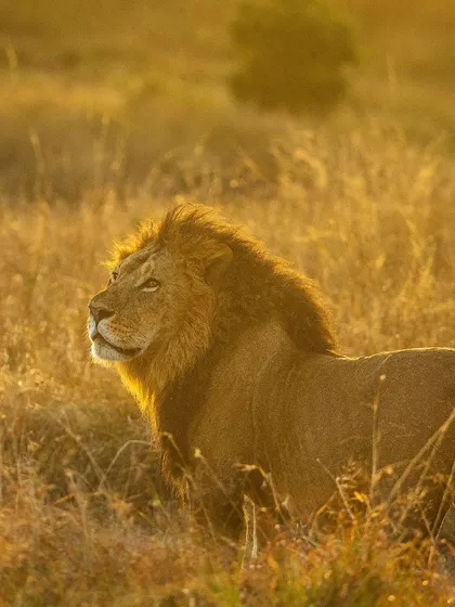 This is what I mean by "backlight is the best light." This male lion is perfectly rim-lit by the rising sun, creating a beautiful halo effect on his mane and separating him from the background.