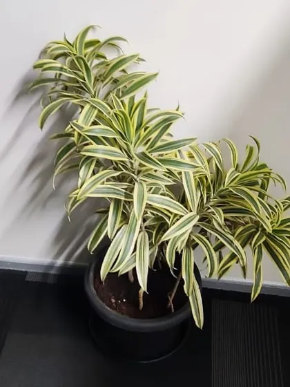 A Dracaena 'Song of India' plant, known for its vibrant foliage, is another excellent option we provide for our office plant rental program.