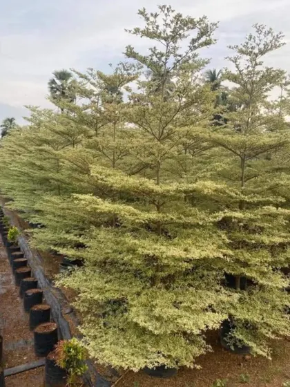 A row of Variegated Terminalia trees, which have beautiful, layered branches and light green or cream-colored leaves, creating a stunning visual effect.