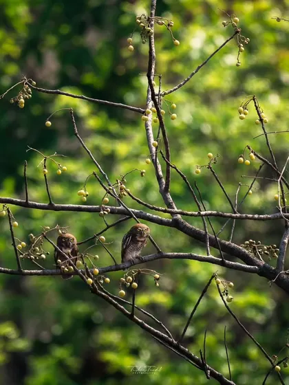 A pair of Jungle Owlets sit together on a branch dotted with berries, a charming scene of companionship in the wild.