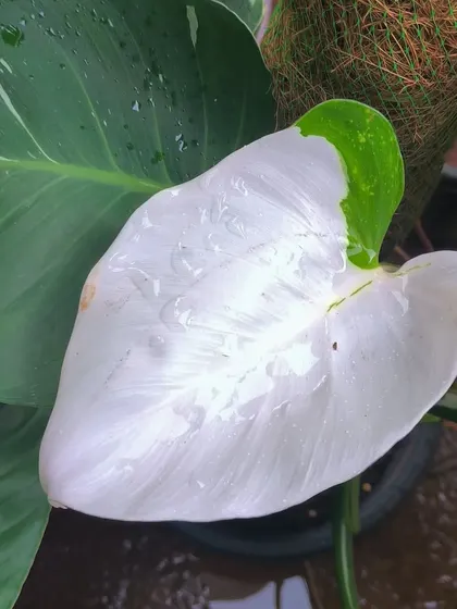 This almost fully white leaf on a Philodendron White Knight shows what's possible with the right light. Variegated plants need good, bright light to maintain their colors.