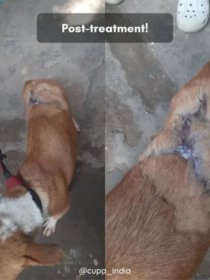 Post-treatment, the wound has healed completely. We used platelet-rich-plasma therapy to accelerate tissue regeneration and ensure a full recovery before her release.