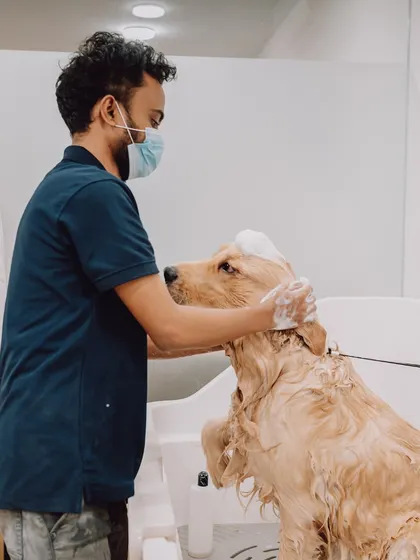 Pampering is part of the package at The Pet Hotel. Here, a Golden Retriever enjoys a relaxing bath at our holistic spa during his stay. We ensure every guest leaves feeling refreshed and looking their best.